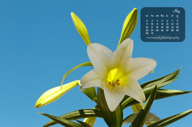 Free Desktop Wallpaper for May 2011 - Easter Lily