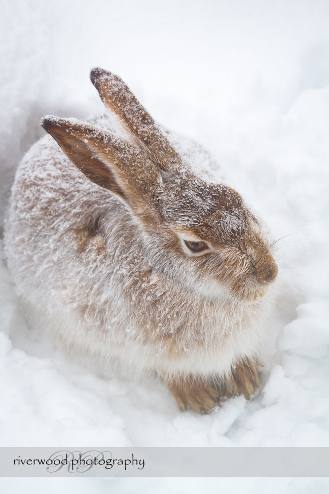 snow bunny pictures