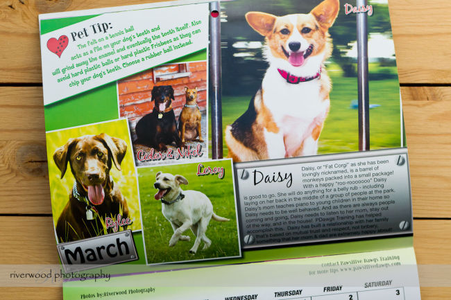 Pawsitive Dawgs Training Charity Calendar (3)