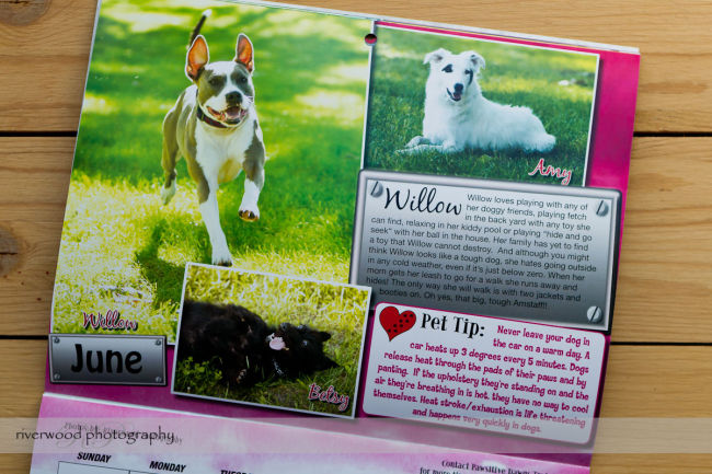 Pawsitive Dawgs Training Charity Calendar (4)