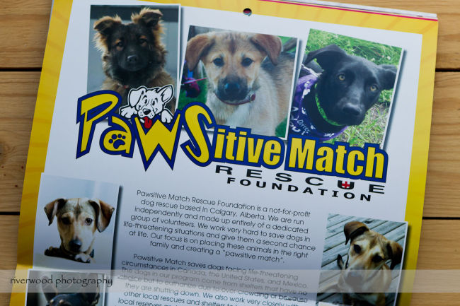 Pawsitive Dawgs Training Charity Calendar (5)
