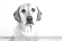 Studio Pet Photography Session 