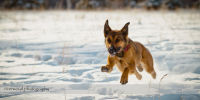 Keira Running at River Park Dog Park in Calgary