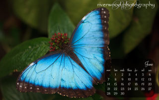 Free Desktop Wallpaper for June 2010 | Butterfly | Riverwood Photography