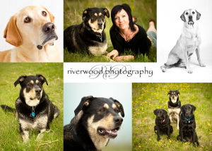 Pet Photography with Pet ViTails