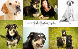 Pet Photography with Pet ViTails
