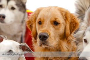 Pet Portraits at Pawsitively Natural Dog Daycare