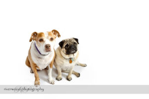Pet Photography Session with Earl and Bella
