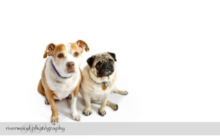 Pet Photography Session with Earl and Bella