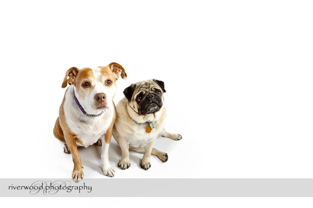 Pet Photography Session with Earl and Bella