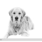 Pet Portrait from Pawsitively Natural Dog Daycare