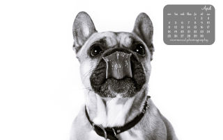 Free Desktop Wallpaper from Riverwood Photography | French Bulldog with Lots of Tongue