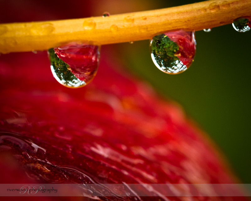 Water Droplets on a Common Orange Lily