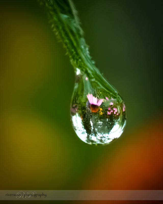 Reflecting Echinacea