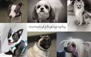 Pawsitively Natural Puppy Meetup Group