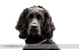 Pet Portrait of Shadow