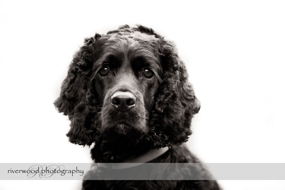 Pet Portrait of Shadow