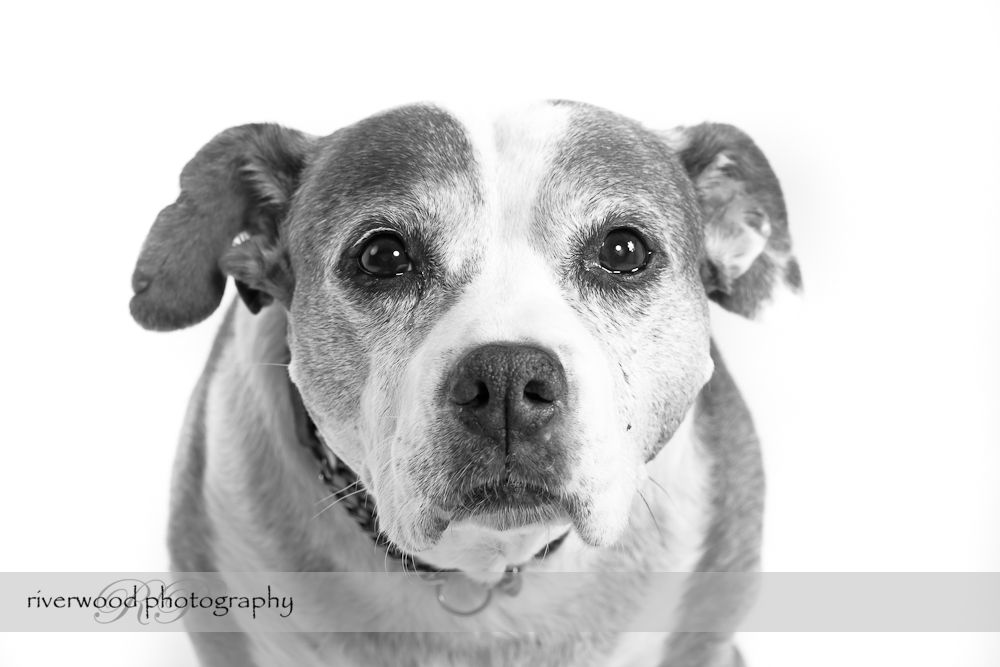 Pet Portrait of Bella the Staffordshire Terrier