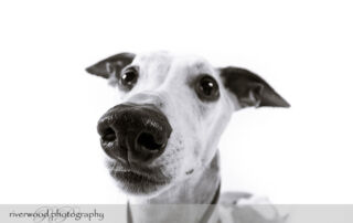 Pet Portrait Close Up