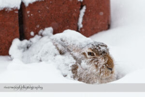 Snow Bunny