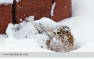 Snow Bunny