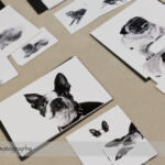 Dog Day Print Orders