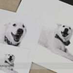 Dog Day Print Orders