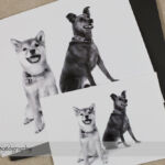 Dog Day Print Orders