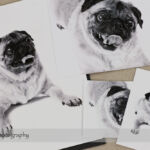 Dog Day Print Orders