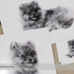 Dog Day Print Orders