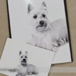 Dog Day Print Orders