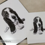 Dog Day Print Orders