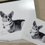 Dog Day Print Orders