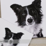 Dog Day Print Orders