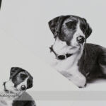 Dog Day Print Orders