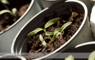 Tomato Seedlings on Earth Day