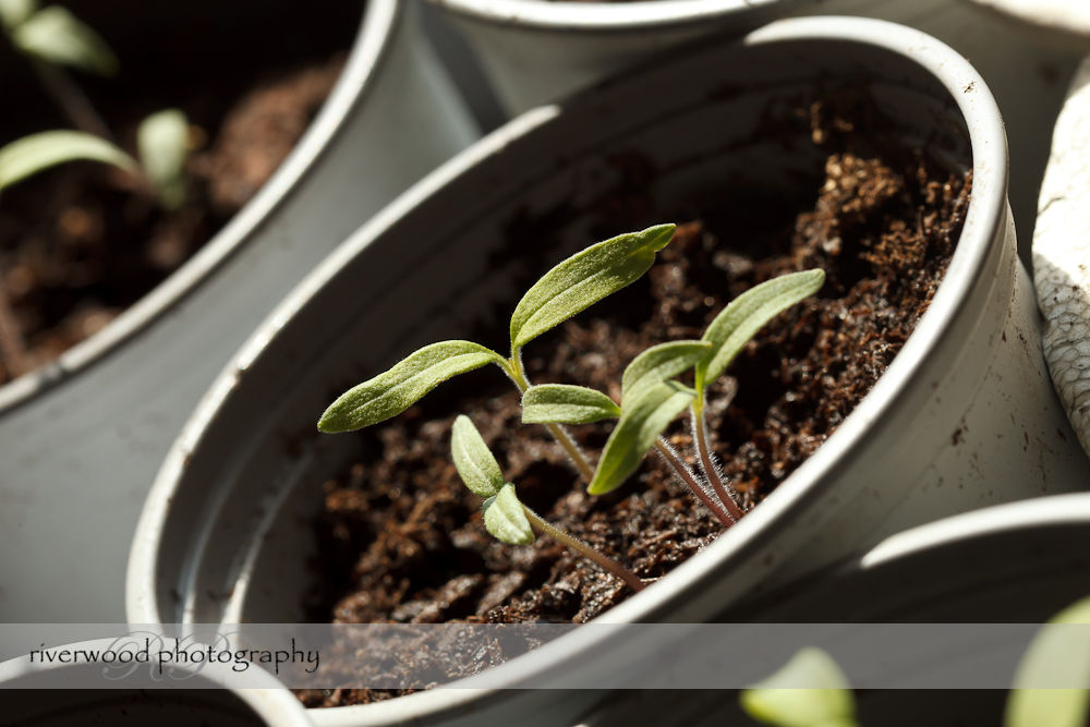 Tomato Seedlings on Earth Day