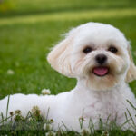 PDawgs Portrait Session