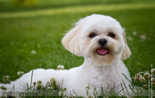 PDawgs Portrait Session