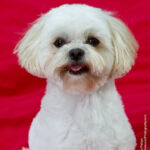 PDawgs Portrait Session