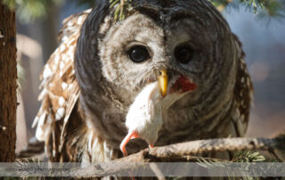 Barred Owl with Lunch at the Calgary Zoo