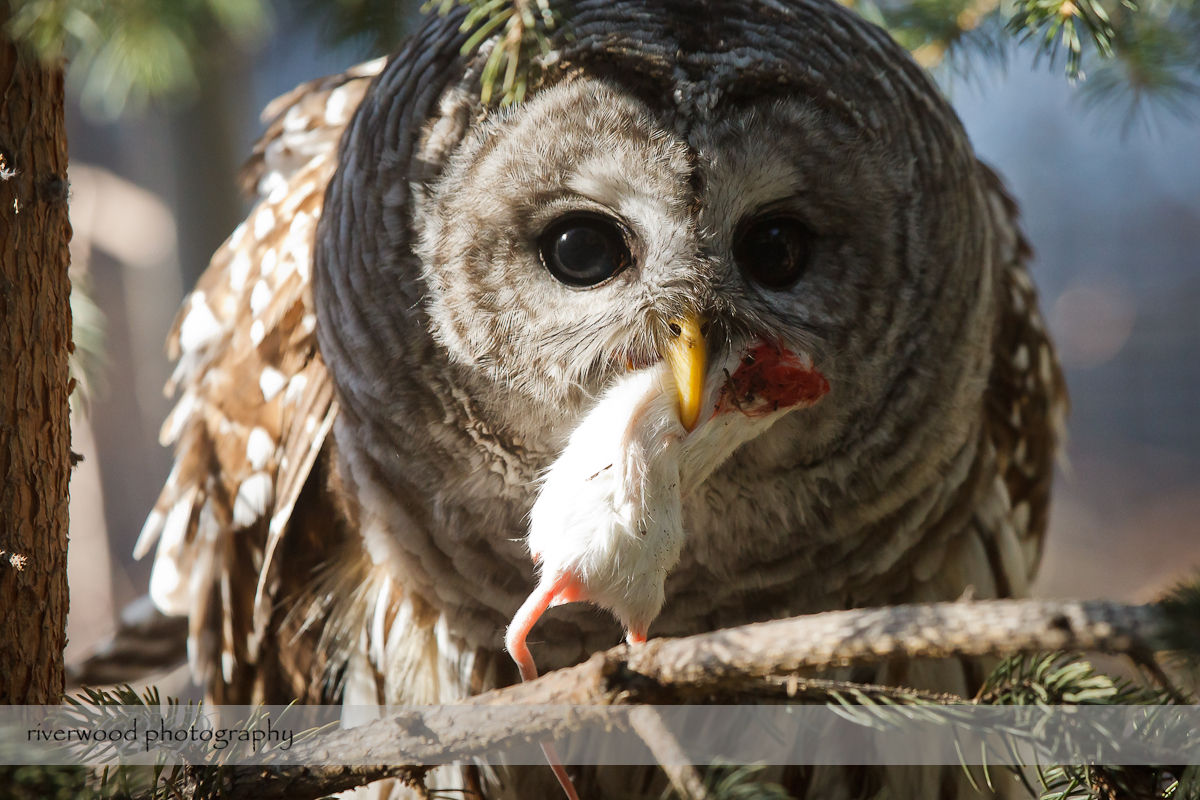 Barred Owl with Lunch at the Calgary Zoo