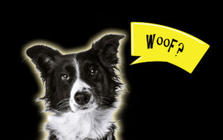 Pawsitively Portraits: Dog Day FAQ