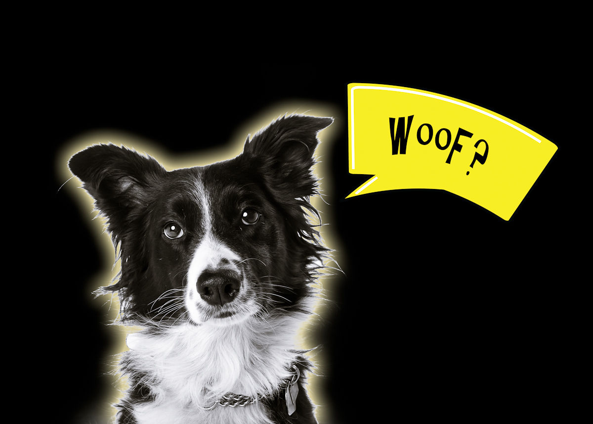 Pawsitively Portraits: Dog Day FAQ