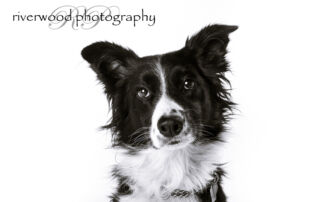 Abby - Dog Day 2011