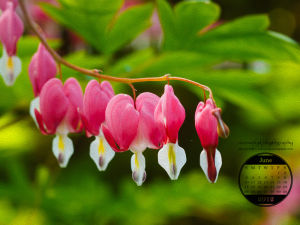 Free Desktop Wallpaper for May 2012 from Riverwood Photography