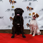 Fur Ball Red Carpet Pawperazzi Portraits (1)