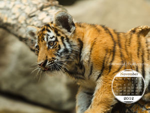 Free Desktop Wallpaper for November 2012 - Tiger Cub at the Calgary Zoo
