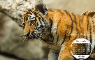 Free Desktop Wallpaper for November 2012 - Tiger Cub at the Calgary Zoo