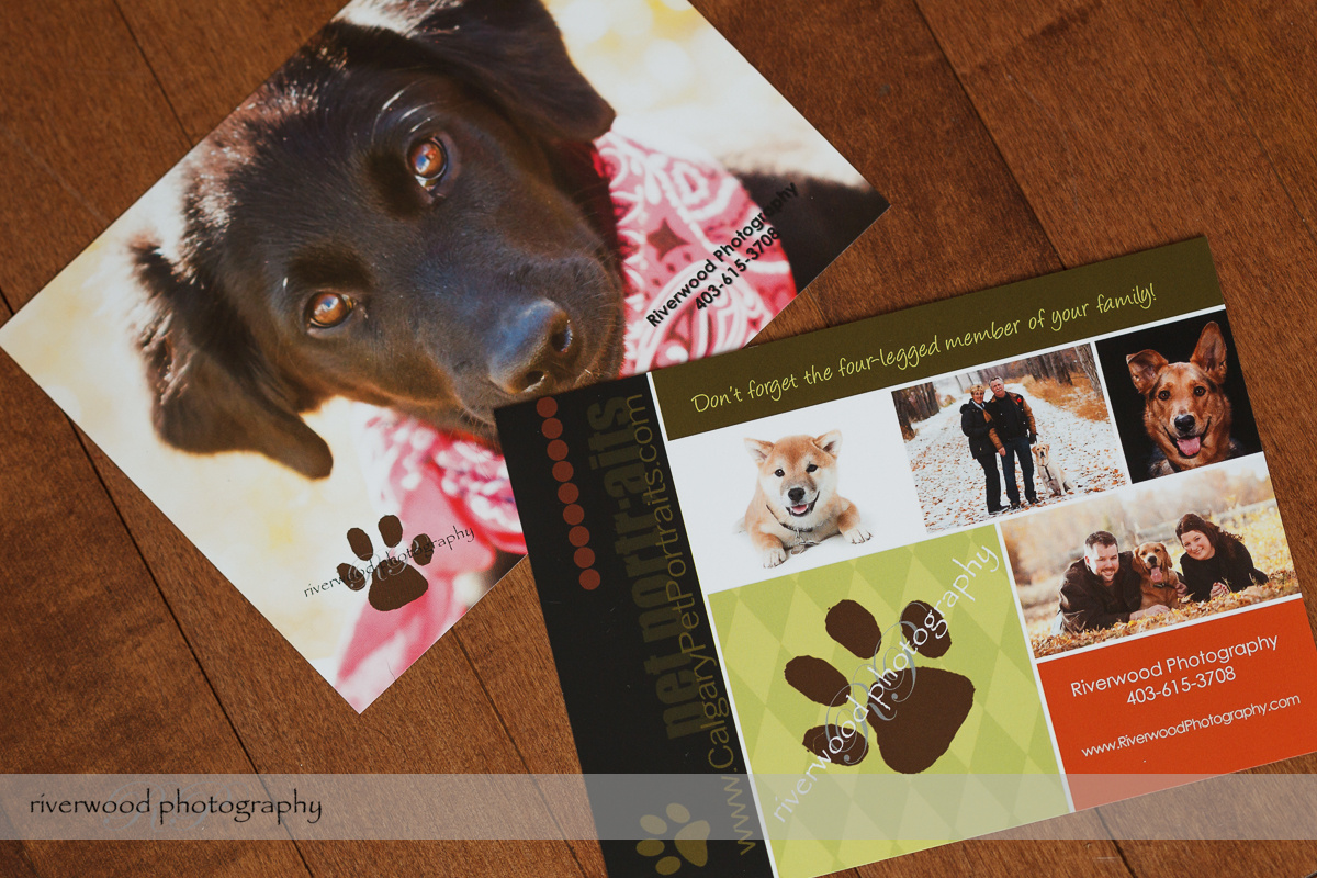 Calgary Dog Photography Promo Card